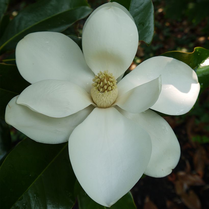 Magnolia grandiflora Bracken's Brown Beauty - Immergrüne Magnolie (Blüte)