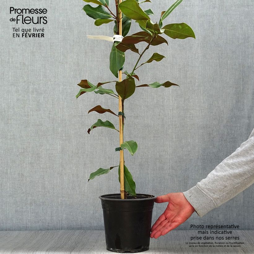 Exemplar von Magnolia grandiflora Bracken's Brown Beauty - Laurier-tulipier en pot de 4l/5l wie im Herbst geliefert