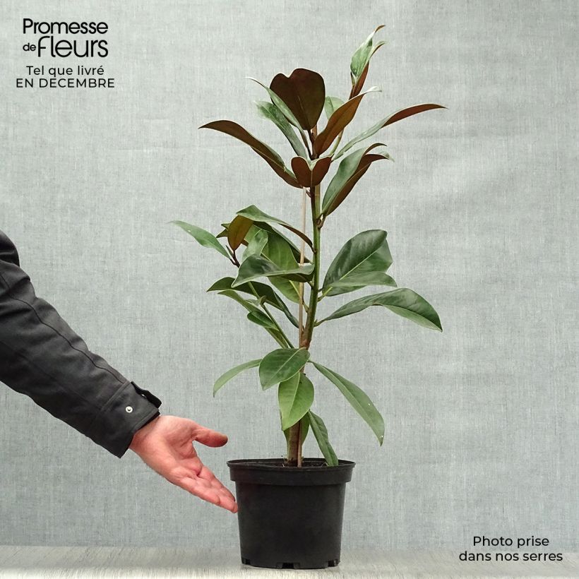 Exemplar von Magnolia grandiflora Galissonière en pot de 4L/5L wie im Winter geliefert