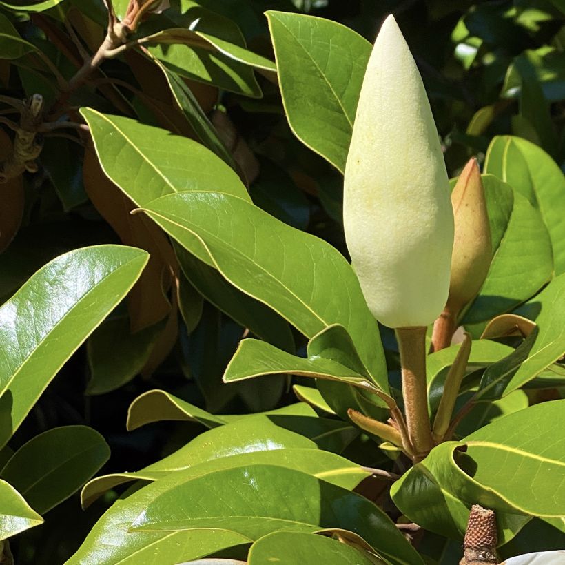 Magnolia grandiflora Goliath - Immergrüne Magnolie (Laub)