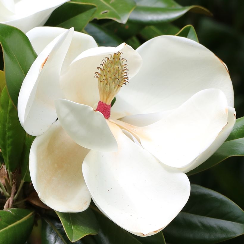 Magnolia grandiflora Goliath - Immergrüne Magnolie (Blüte)