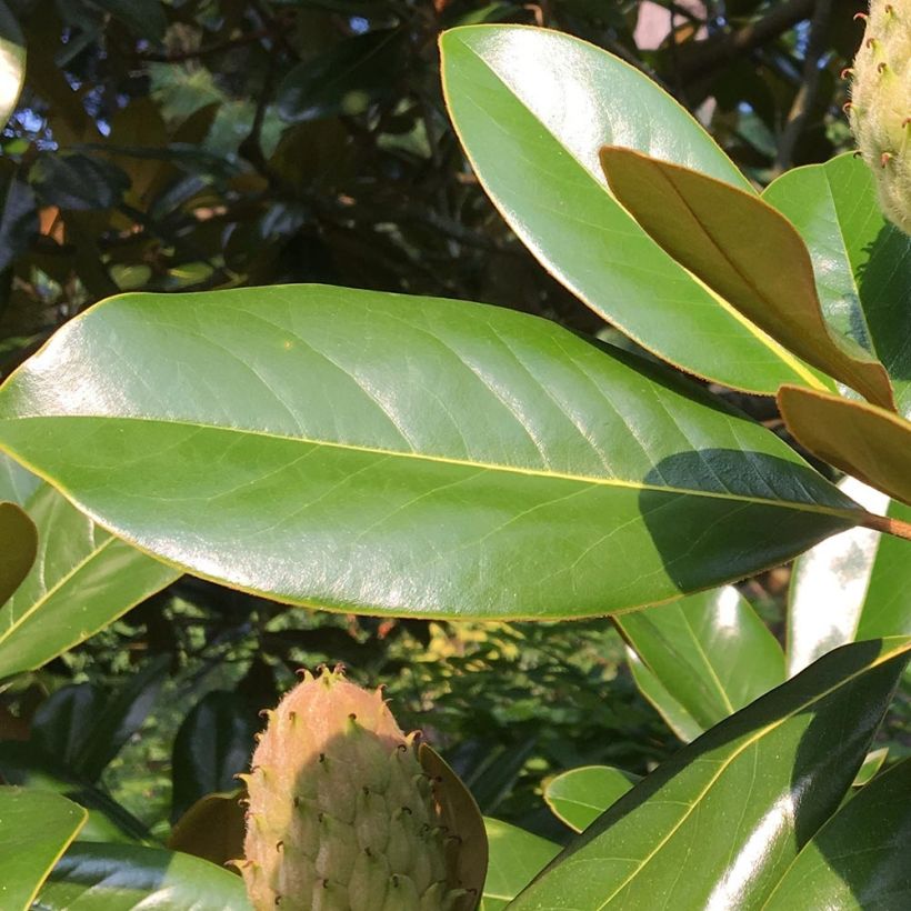 Magnolia grandiflora Purpan - Immergrüne Magnolie (Laub)