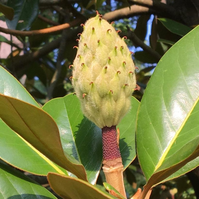 Magnolia grandiflora Purpan - Immergrüne Magnolie (Ernte)