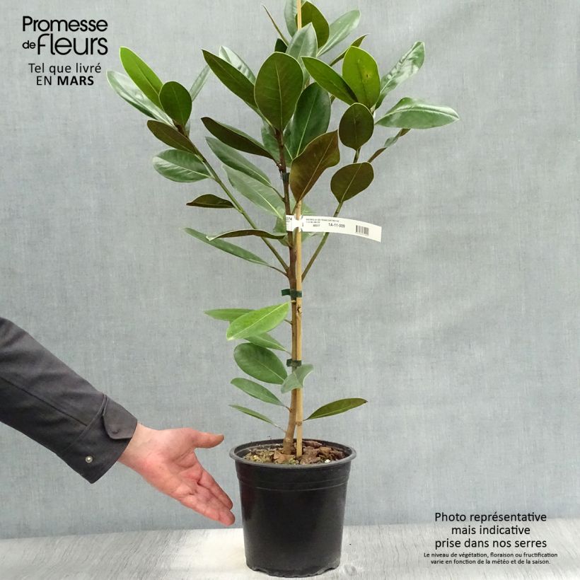 Exemplar von Magnolia grandiflora Treyve - Immergrüne Magnolie Topf mit 4L/5LGelieferte Höhe ca. 100/125cm wie im Frühjahr geliefert