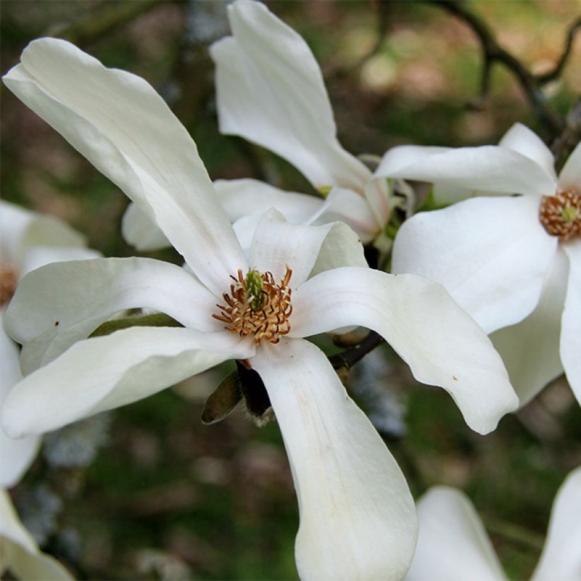 Magnolia kobus - Kobushi-Magnolie (Blüte)