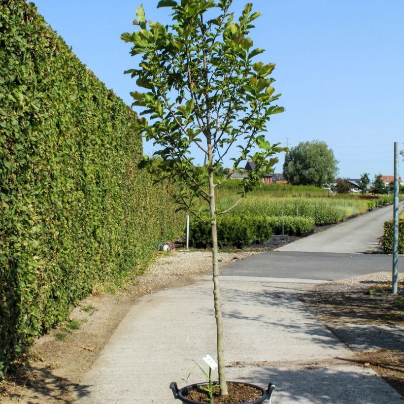 Exemplar von Magnolia kobus - Kobushi-Magnolie Topf mit 50L/55LGelieferte Höhe ca. 180/400cm wie im Frühjahr geliefert