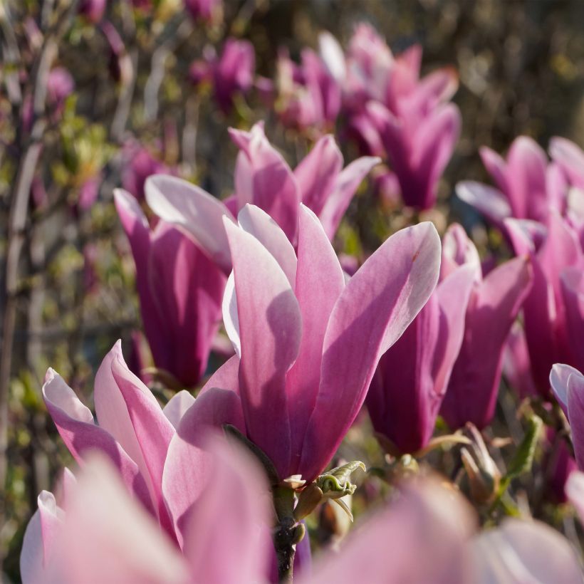 Magnolia liliflora Nigra - Purpur-Magnolie (Blüte)