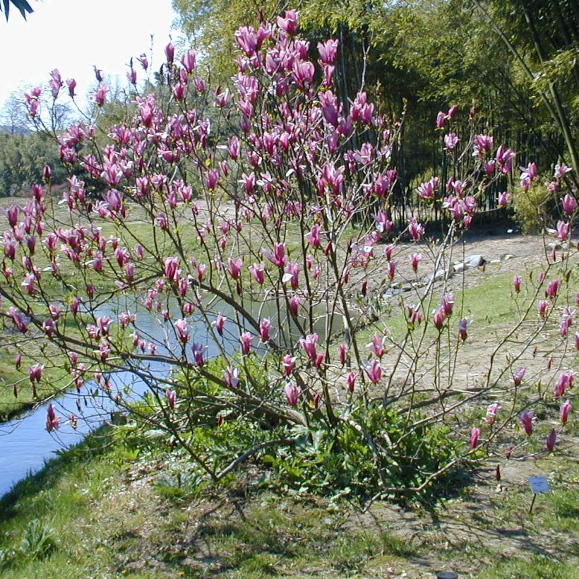 Magnolia liliflora Nigra - Purpur-Magnolie (Hafen)