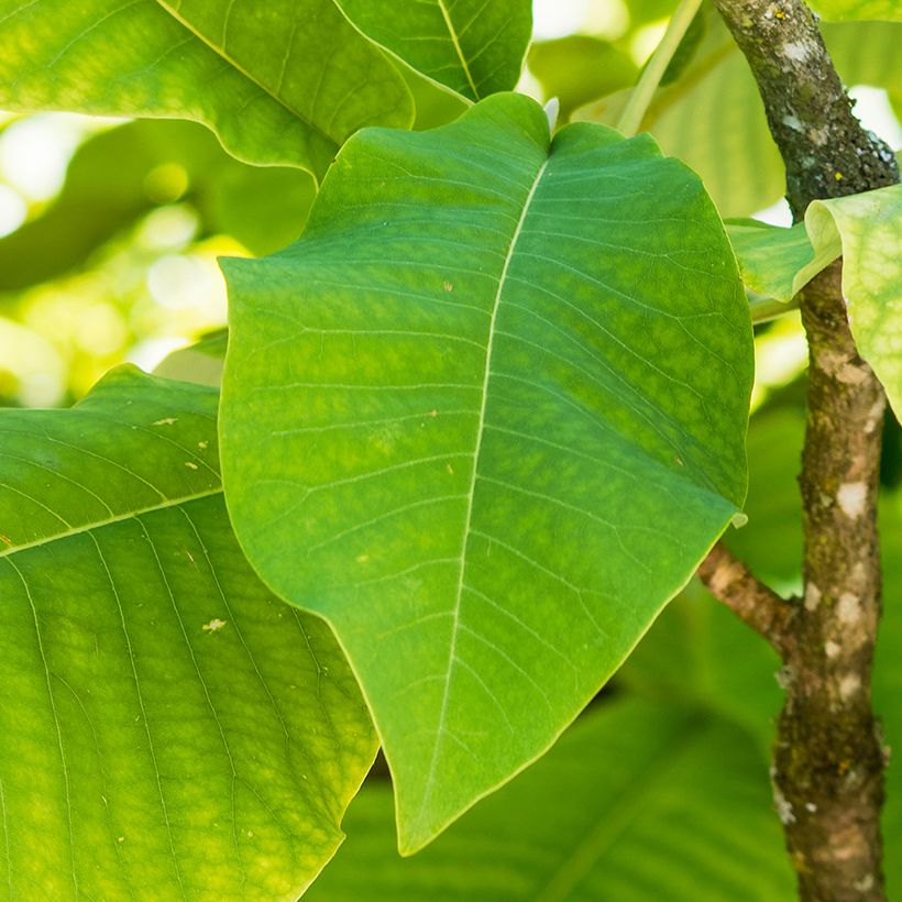 Magnolia macrophylla subsp. ashei - Ashe Magnolie (Laub)