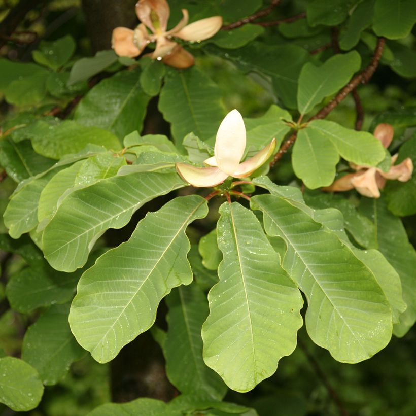 Magnolia officinalis - Arznei-Magnolie (Laub)