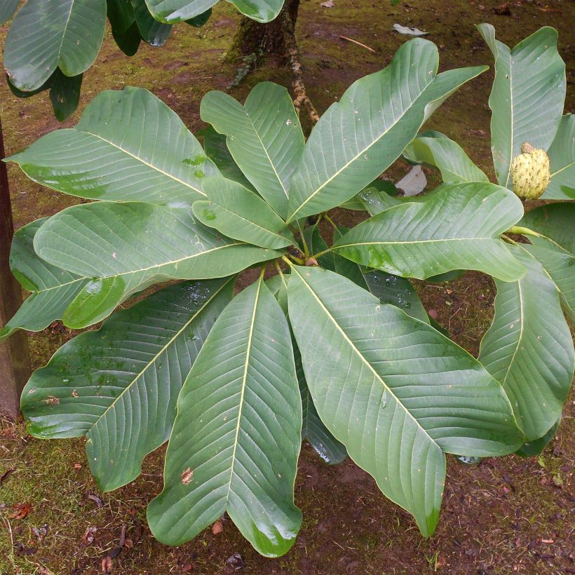 Magnolia officinalis var. biloba - Arznei-Magnolie (Laub)