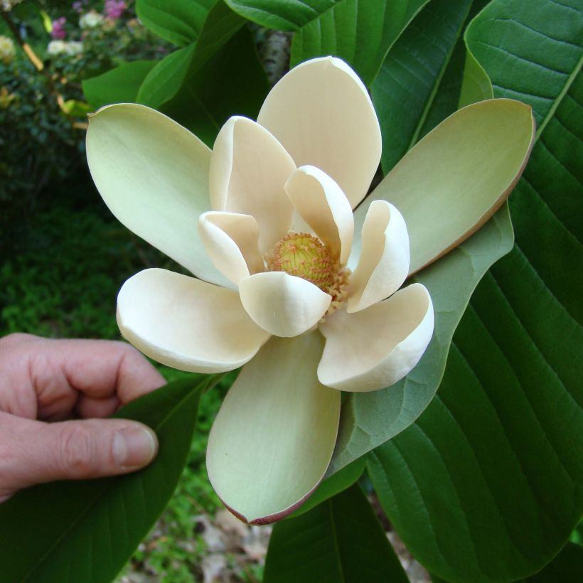 Magnolia officinalis var. biloba - Arznei-Magnolie (Blüte)