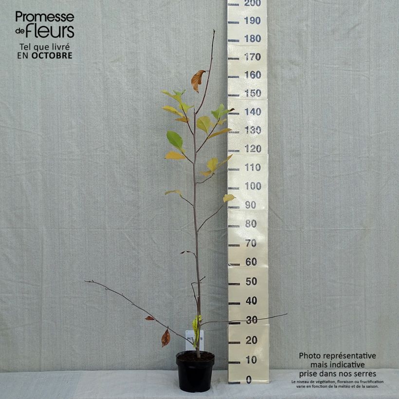 Exemplar von Magnolia soulangeana Alba Superba en pot de 3,5L wie im Herbst geliefert