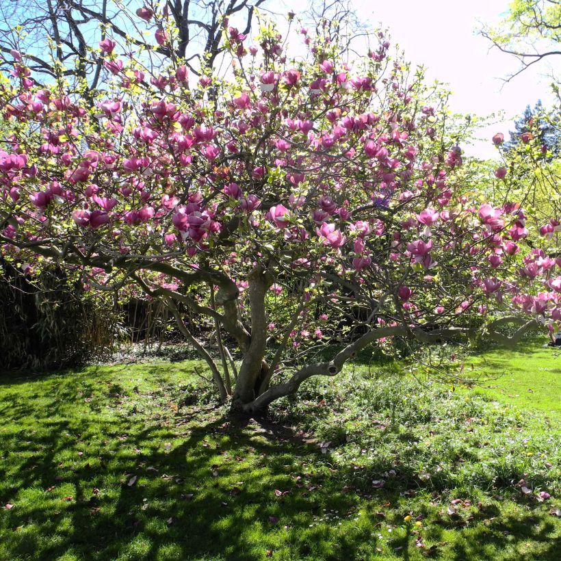 Magnolia soulangeana Lennei - Tulpen-Magnolie (Hafen)