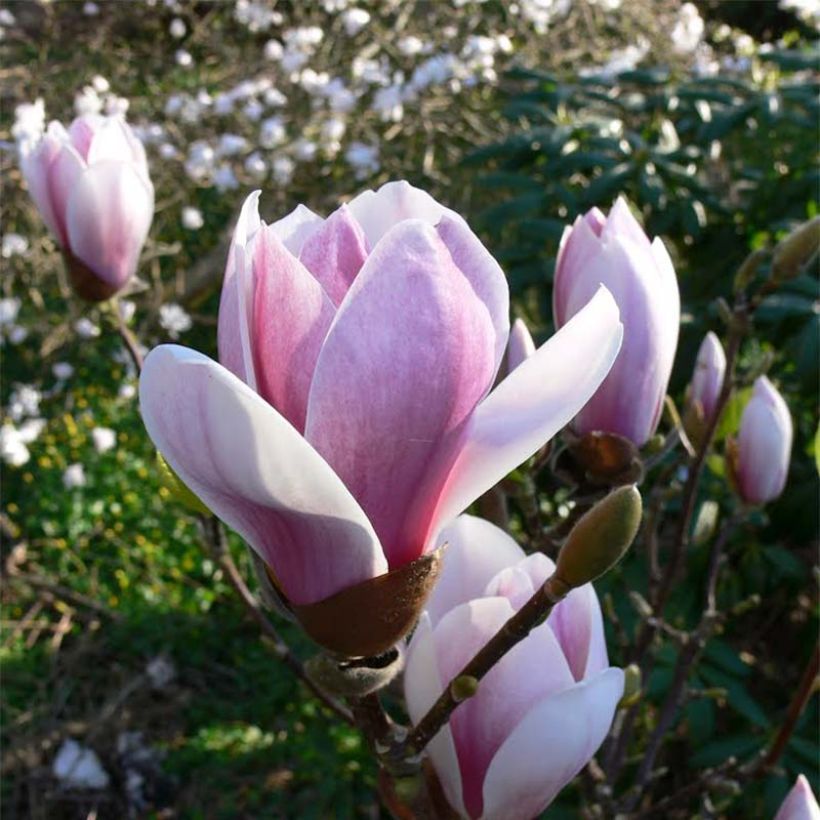 Magnolia soulangeana Satisfaction - Tulpen-Magnolie (Blüte)