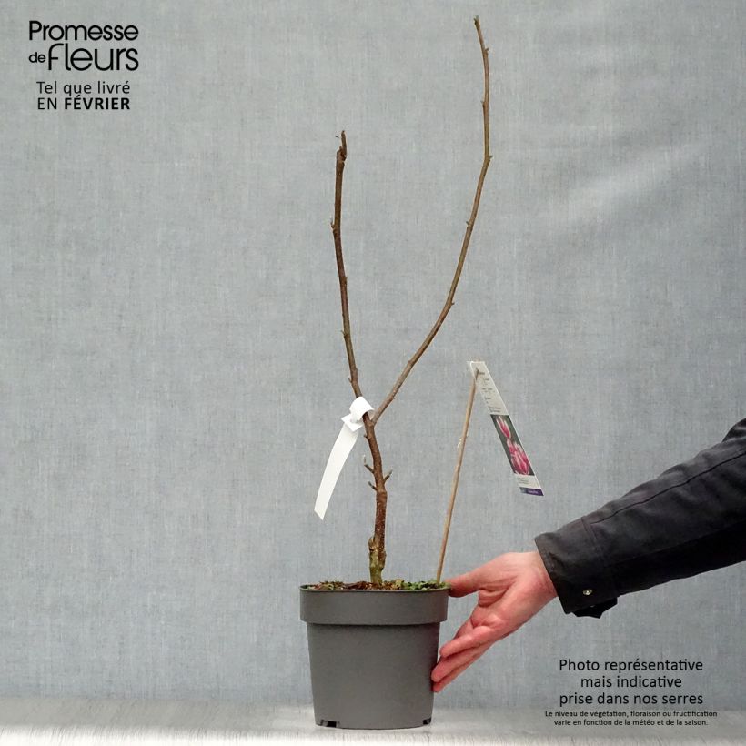 Exemplar von Magnolia soulangeana Satisfaction Pot de 2L/3L wie im Winter geliefert