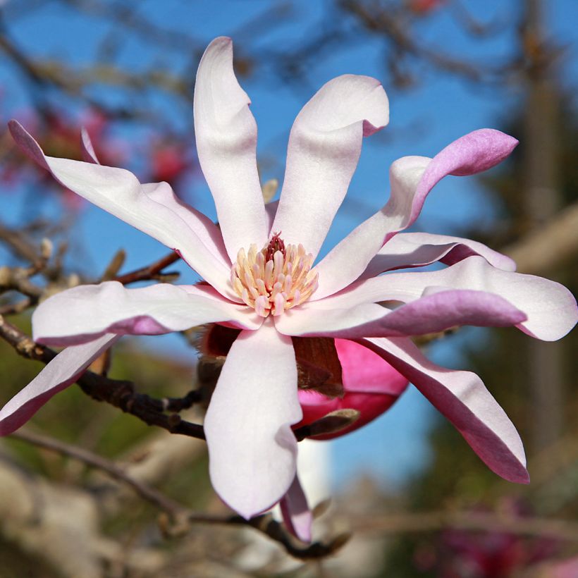 Magnolia stellata Rosea - Stern-Magnolie (Blüte)