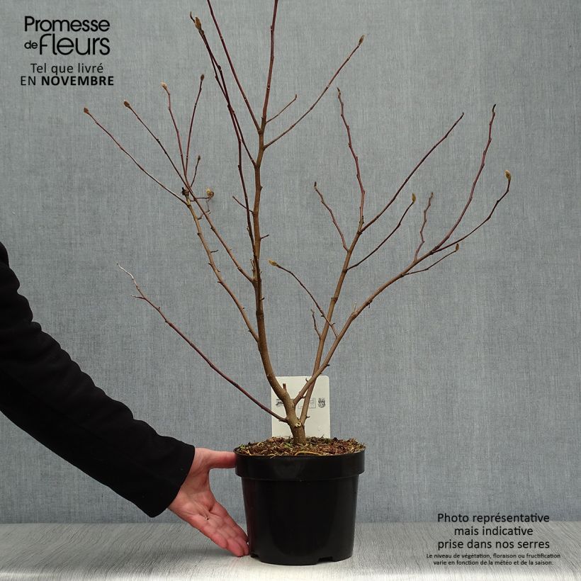 Exemplar von Magnolia stellata Royal Star  - Magnolia étoilé en pot de 3/4L wie im Herbst geliefert