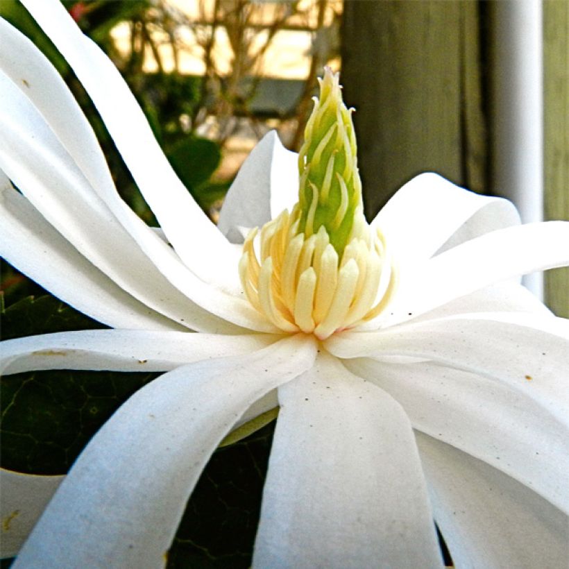 Magnolia stellata Royal Star - Stern-Magnolie (Blüte)