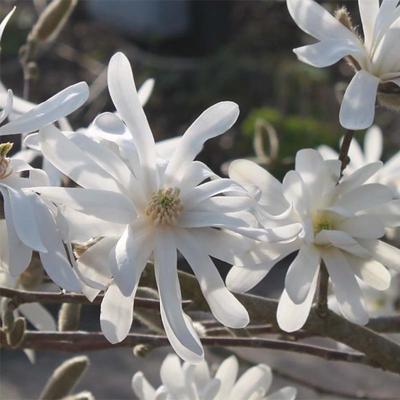 Magnolia stellata Waterlily - Stern-Magnolie (Blüte)