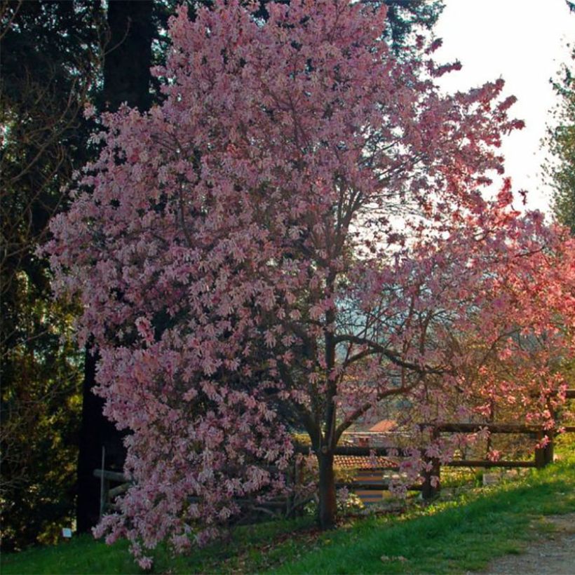 Magnolia stellata Rosea - Stern-Magnolie (Hafen)