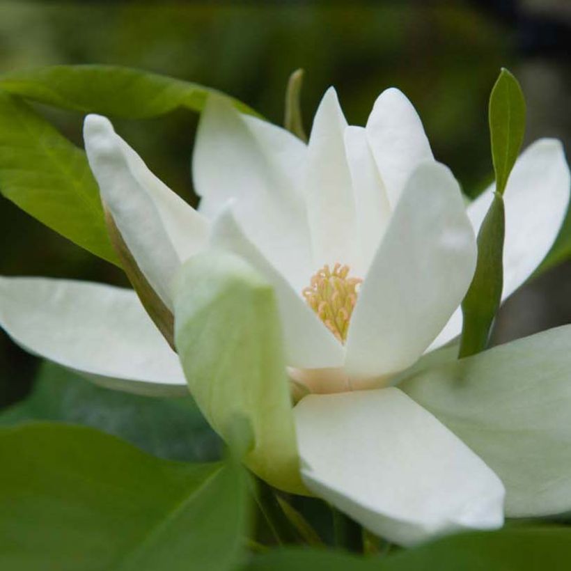 Magnolia thompsoniana - Sumpf-Magnolie (Blüte)