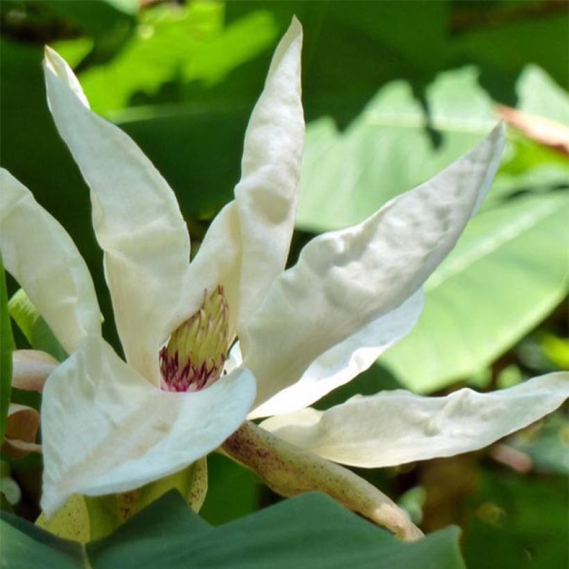 Magnolia tripetala - Schirm-Magnolie (Blüte)