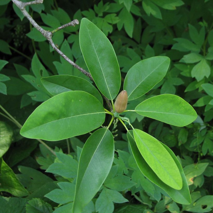 Magnolia virginiana Glauca - Sumpf-Magnolie (Laub)