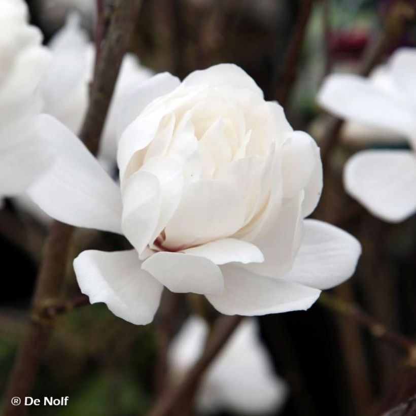 Magnolia loebneri Wildcat - Loebner-Magnolie (Blüte)