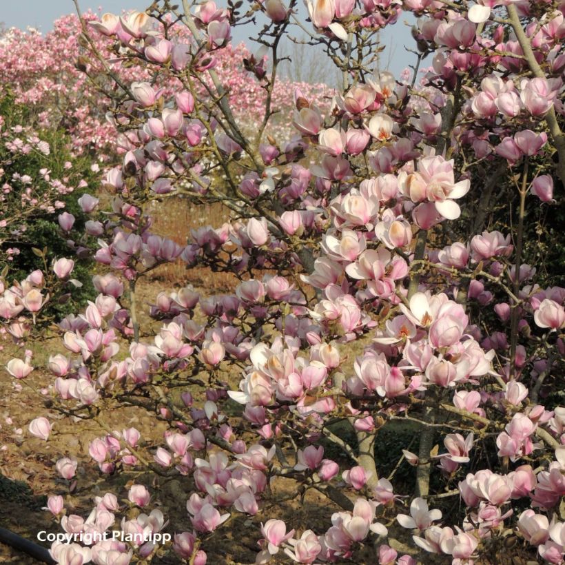 Magnolia denudata Festirose - Yulan-Magnolie (Hafen)