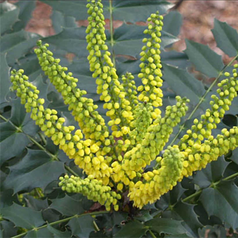 Mahonia japonica Hivernant - Japanische Mahonie (Blüte)