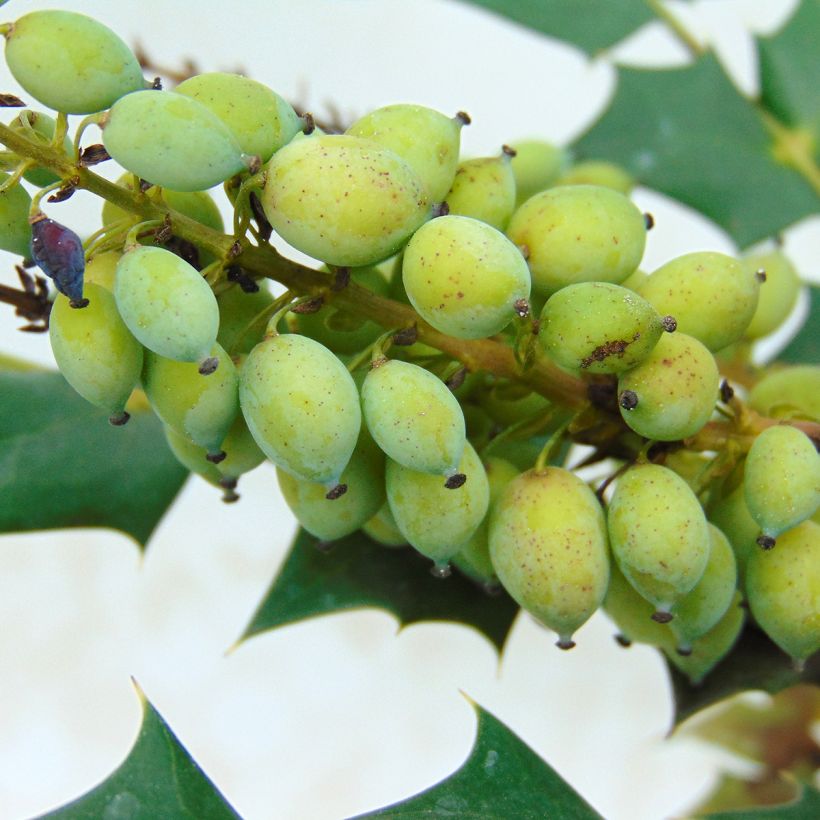 Mahonia media Charity - Winterblühende Mahonie (Ernte)