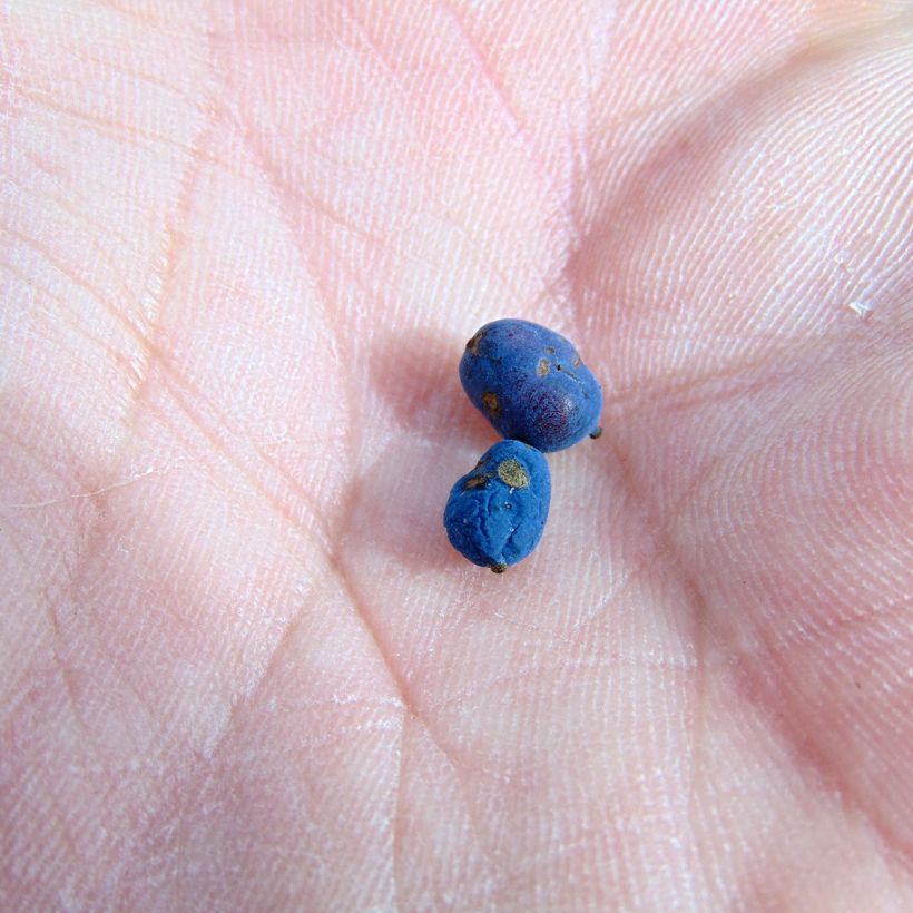 Mahonia eurybracteata Soft Caress - Stachellose Mahonie (Ernte)