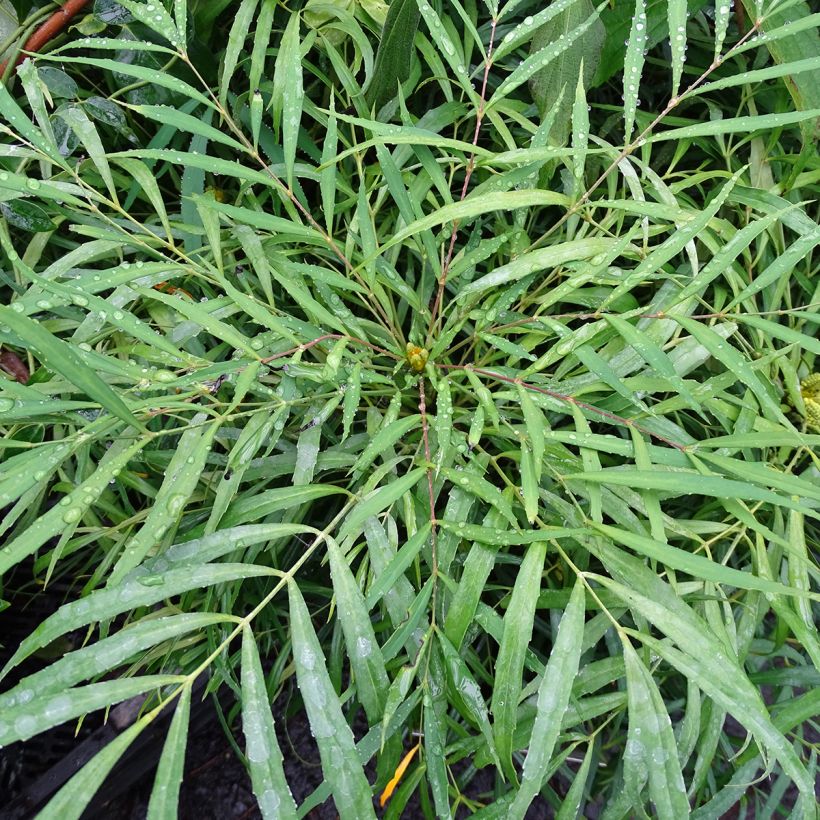 Mahonia eurybracteata Soft Caress - Stachellose Mahonie (Laub)