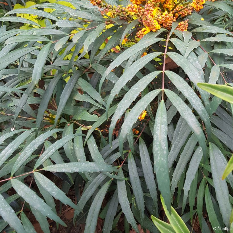 Mahonia eurybracteata Volcano - Stachellose Mahonie (Laub)