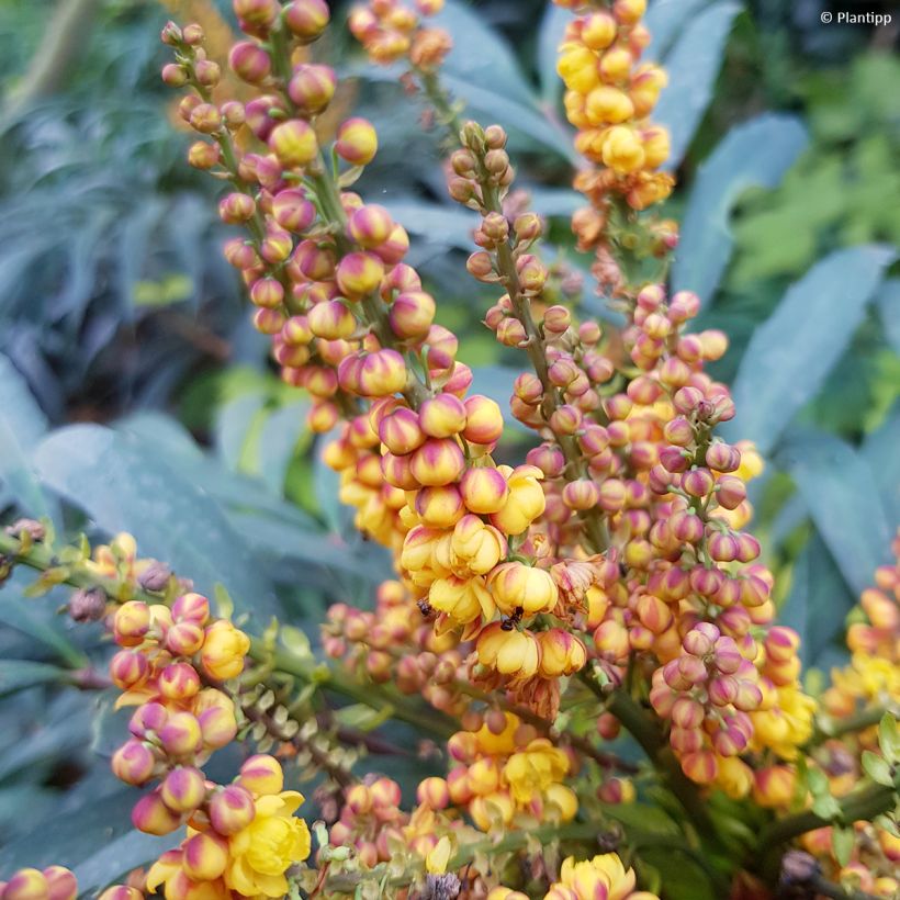 Mahonia eurybracteata Volcano - Stachellose Mahonie (Blüte)