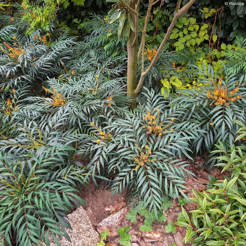 Mahonia eurybracteata Volcano - Stachellose Mahonie (Hafen)