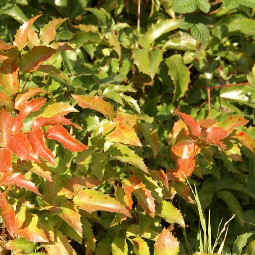 Mahonia aquifolium - Gewöhnliche Mahonie (Laub)