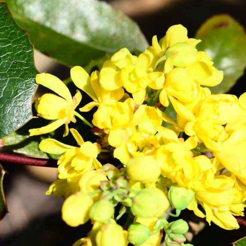 Mahonia aquifolium - Gewöhnliche Mahonie (Blüte)