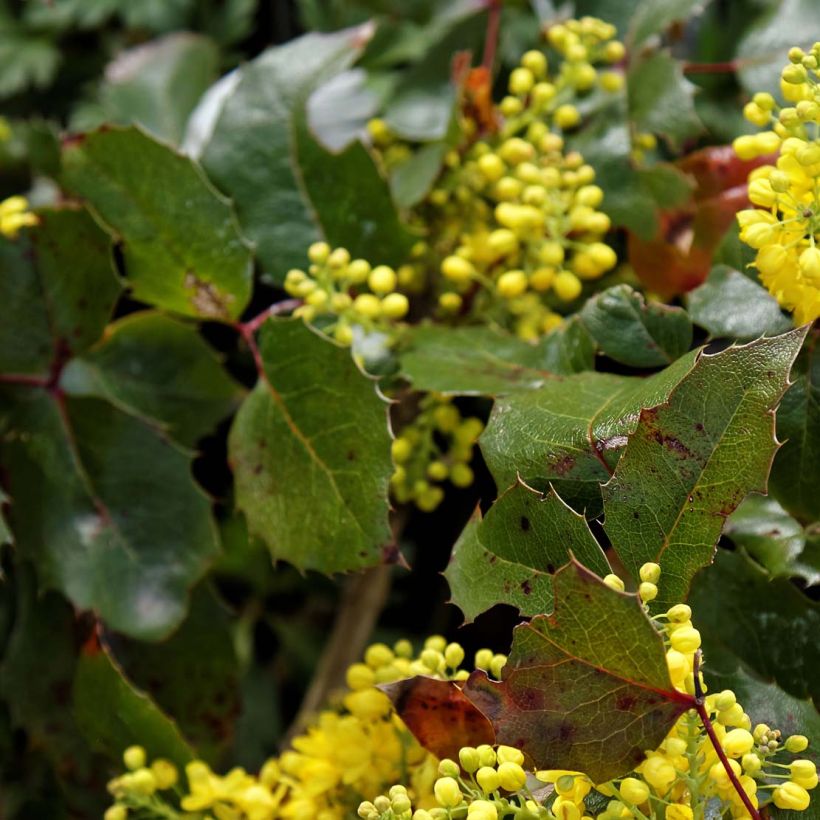 Mahonia aquifolium Apollo - Gewöhnliche Mahonie (Laub)