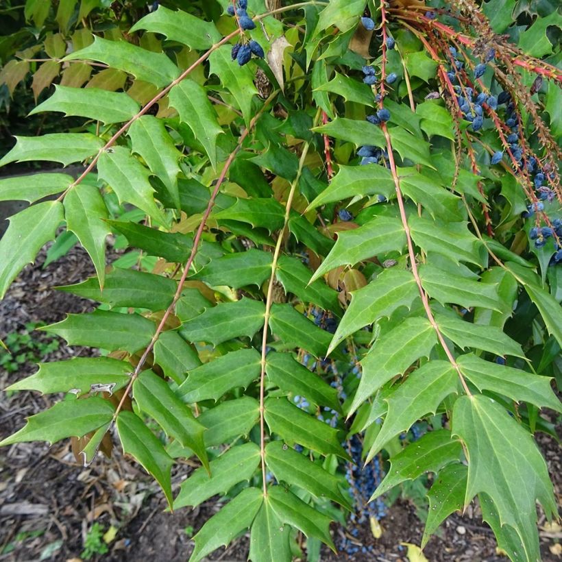 Mahonia bealei - Beales Mahonie (Laub)