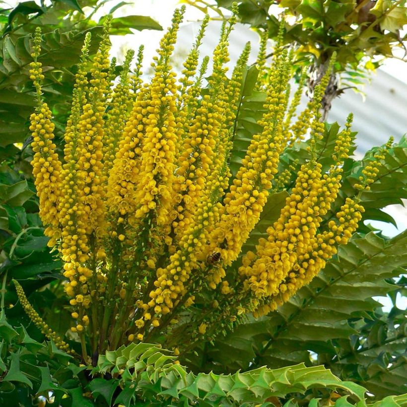 Mahonia bealei - Beales Mahonie (Blüte)