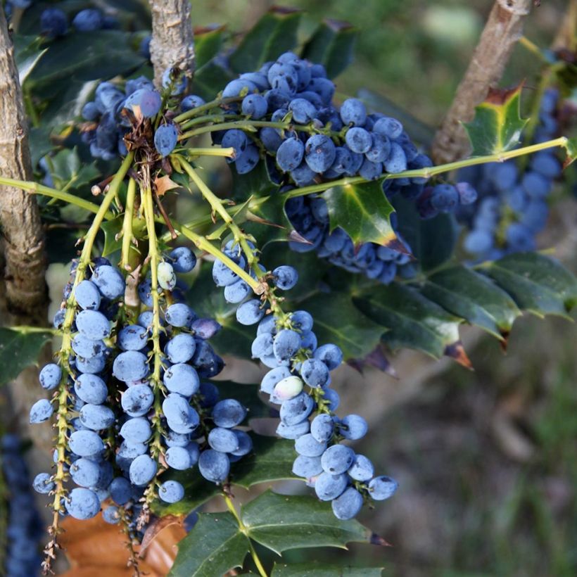 Mahonia bealei - Beales Mahonie (Ernte)