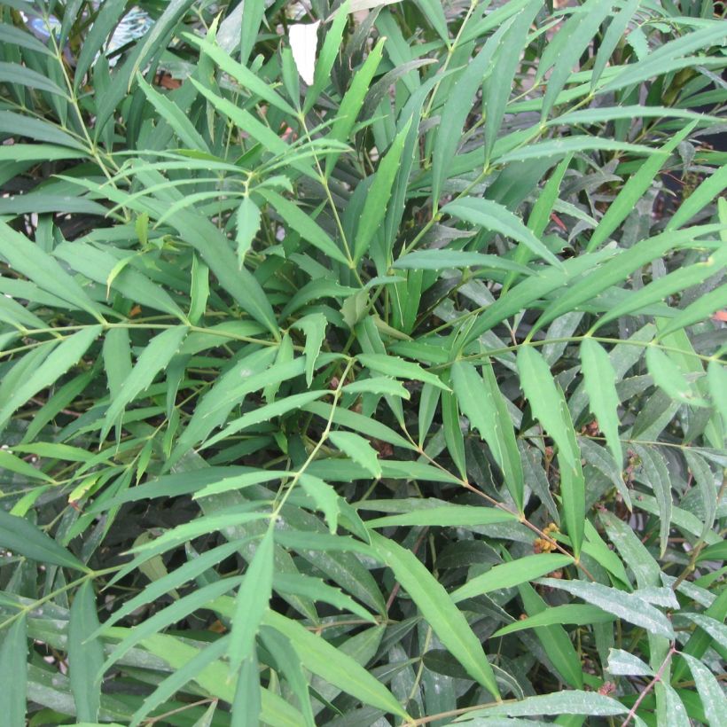 Mahonia eurybracteata Nara Hiri - Stachellose Mahonie (Laub)