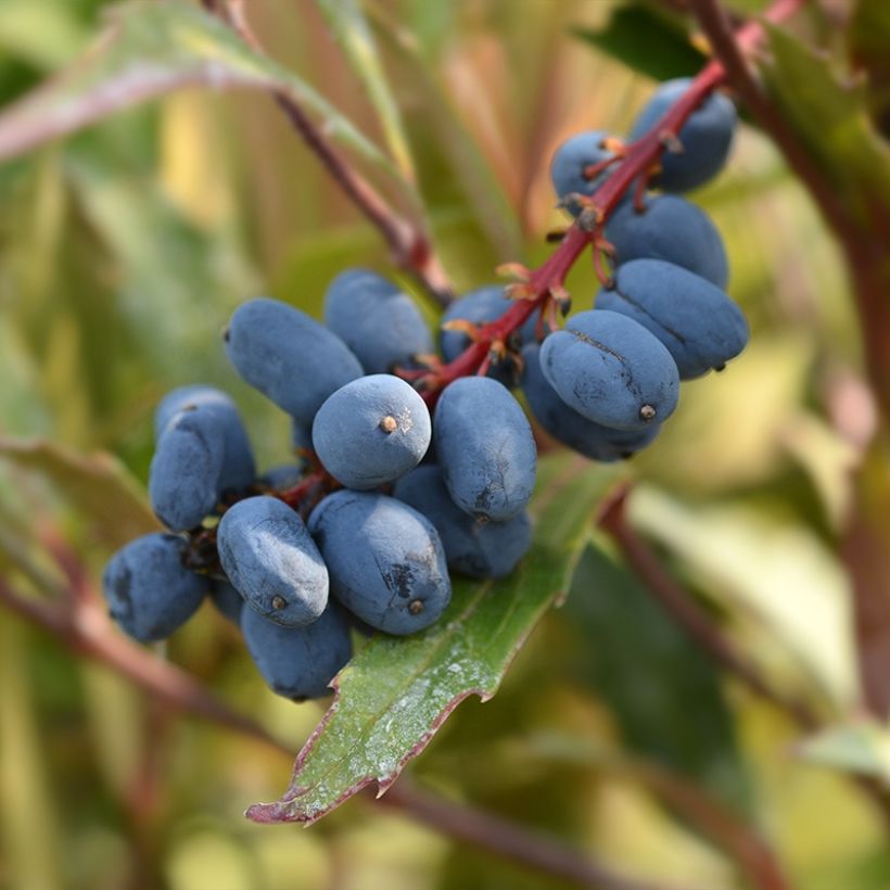 Mahonia eurybracteata Sweet Winter - Stachellose Mahonie (Ernte)