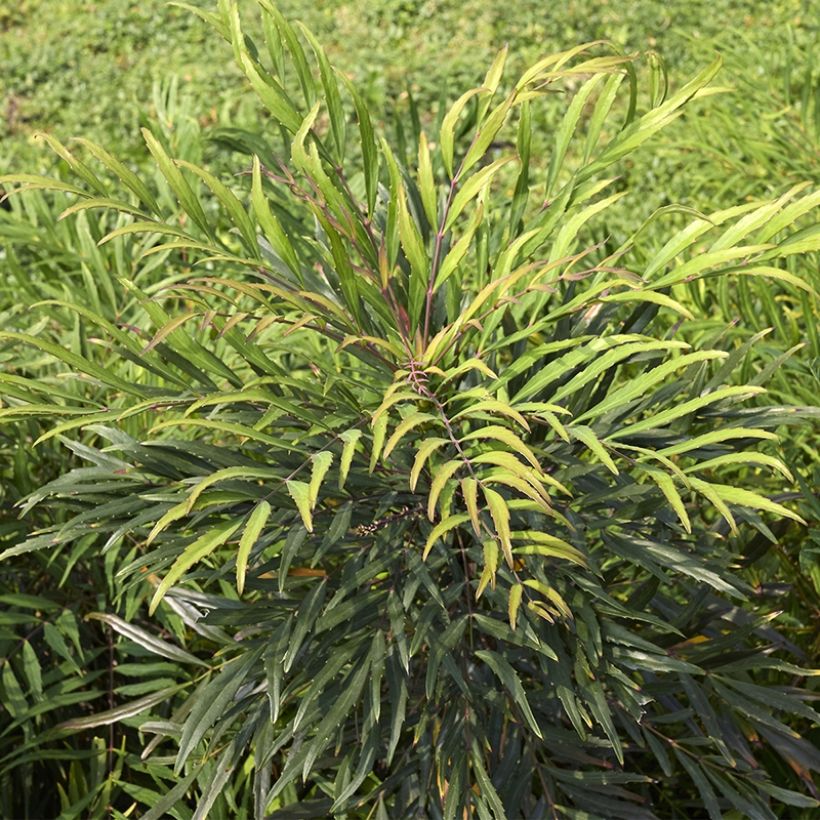 Mahonia eurybracteata Sweet Winter - Stachellose Mahonie (Hafen)