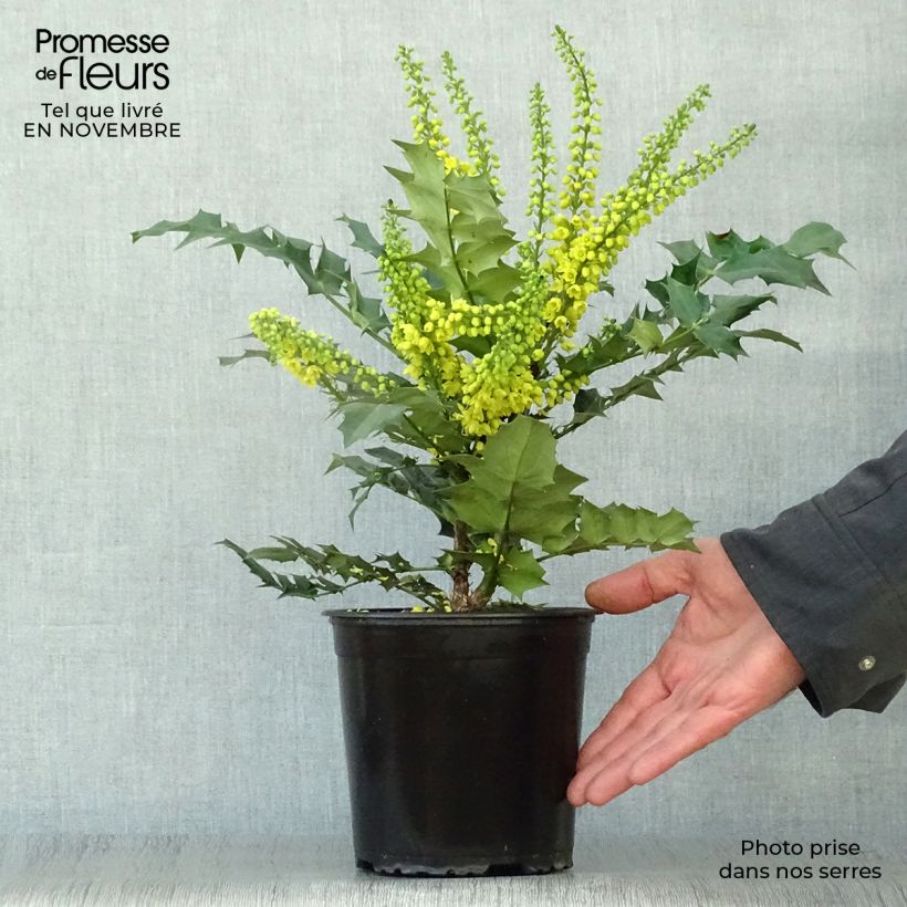 Exemplar von Mahonia media Winter Sun en pot de 2/3L wie im Herbst geliefert