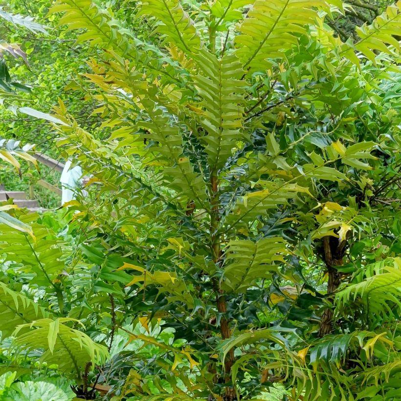 Mahonia oiwakensis subsp. lomariifolia - Lomariablättrige Mahonie (Laub)