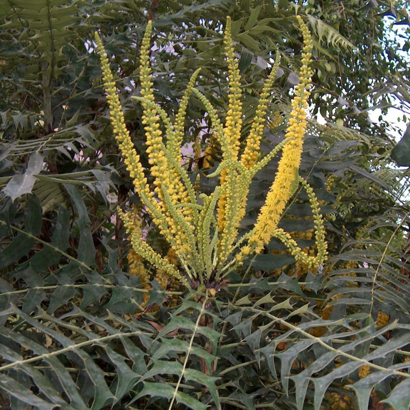 Mahonia oiwakensis subsp. lomariifolia - Lomariablättrige Mahonie (Blüte)