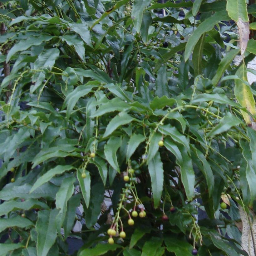 Mahonia russellii - Mahonie (Laub)